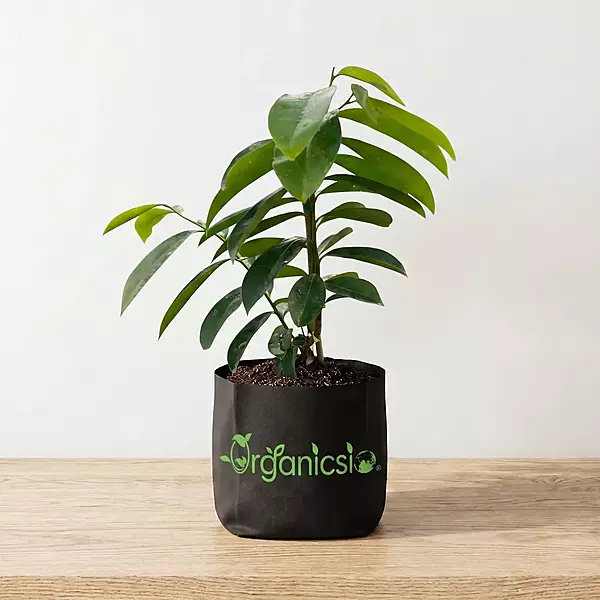Corossol Soursop Plant (Annona Muricata)