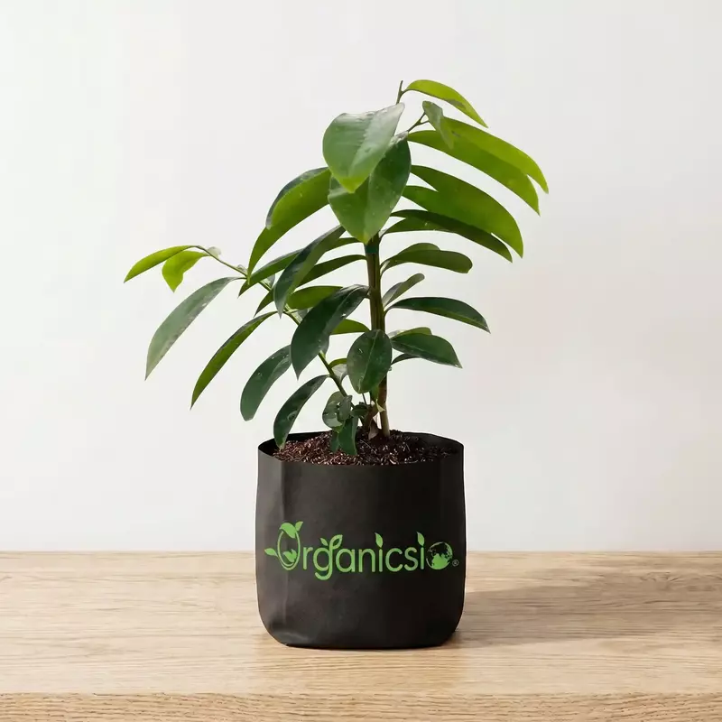 Corossol Soursop Plant (Annona Muricata)