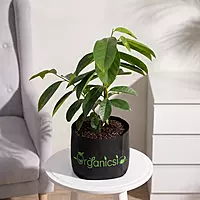 Corossol Soursop Plant (Annona Muricata)