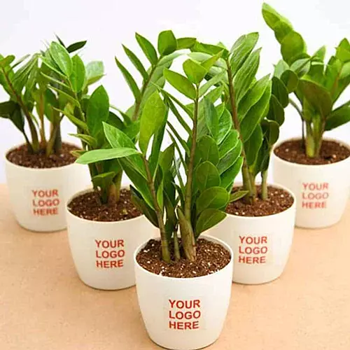 White Pot Plants