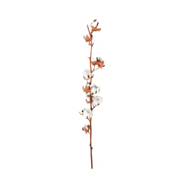 cotton flower stem dried stick for vase and decor