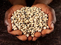 Cow Pea