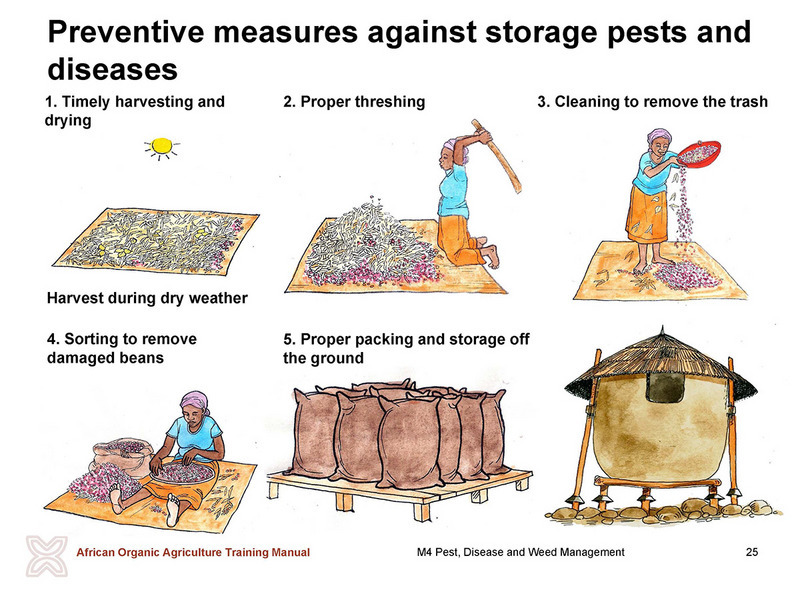 Stored Grain Pest Control Service