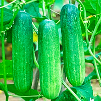 F1-Cucumber Seeds