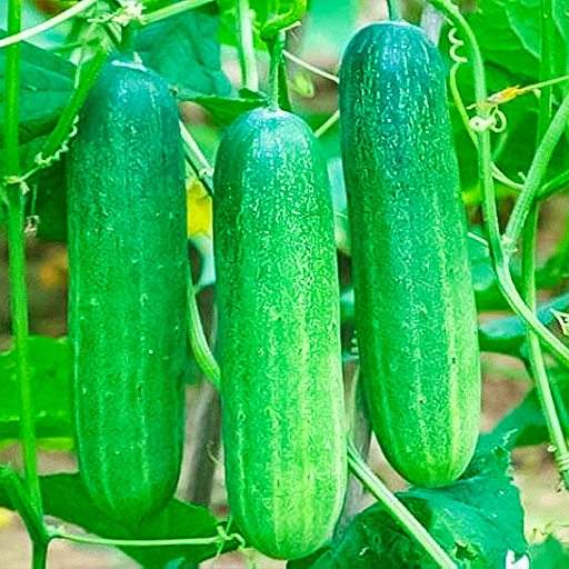F1-Cucumber Seeds