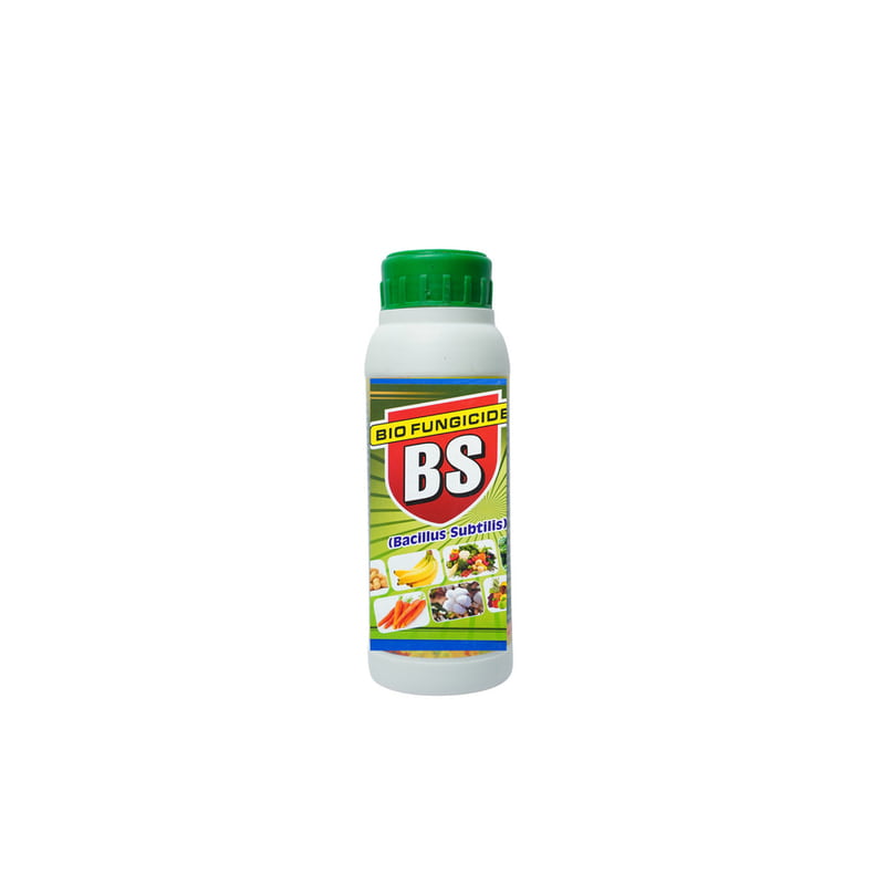 Bacillus Subtilis