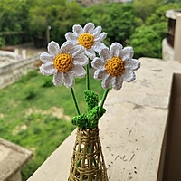 Daisy Small Flower White