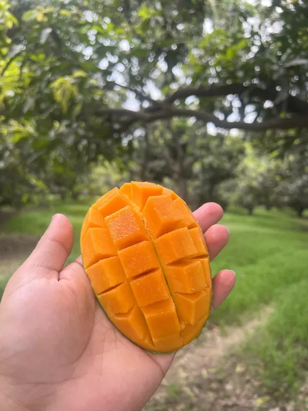 Premium Dasheri Mango