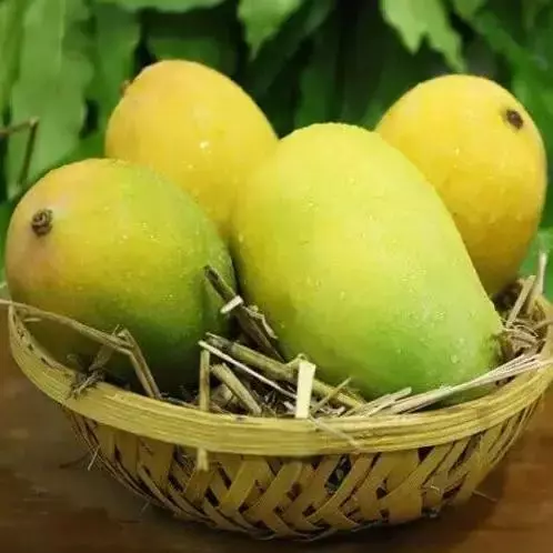 Premium Dasheri Mango