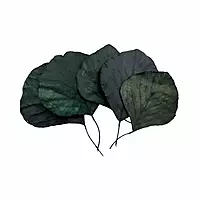Cobra Leaf Dried Cobra Leaf Dried