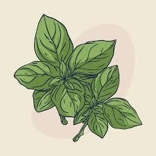Italian basil