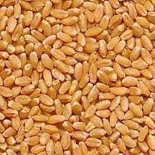 Sharbati Wheat 1KG