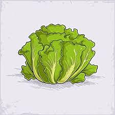 Lettuces