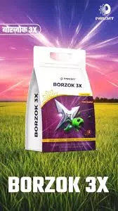 Borzok 3X(parijat)