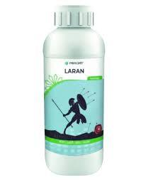 Laran(parijat)