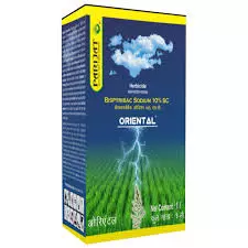 Oriental(parijat)