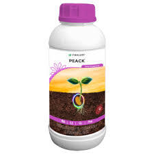 Peack(parijat)