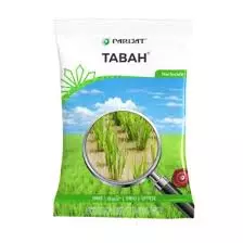 Tabah(parijat)