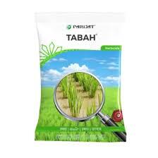Tabah(parijat)