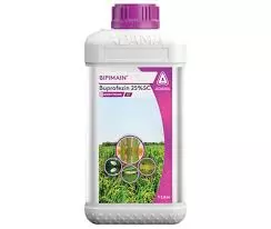 BIPIMAIN (ADAMA)