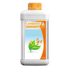 FLAMBERGE (ADAMA)
