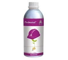 PEDESTAL (adama)