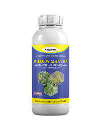 Katyayani Mildew Mantra (Ampelomyces Quisqualis) - Bio Fungicides