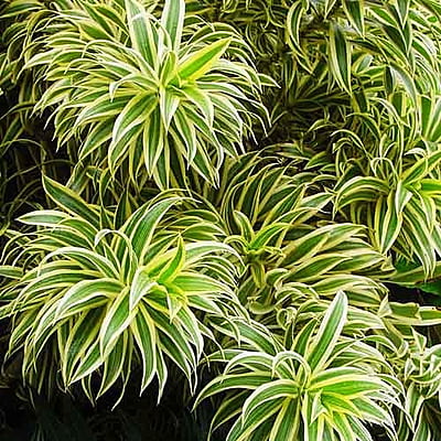 Song of India(Foliage)