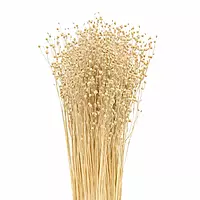 linum tishi grass bunch decorative dry flower sticks with seed pods for vase decor linum tishi grass bunch decorative dry flower sticks with seed pods for vase decor