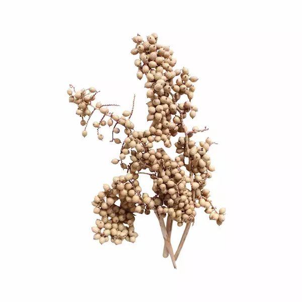 Dried Canella Natural