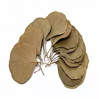 dried cobra leaves for floral arrangements and home decor dried cobra leaves for floral arrangements and home decor
