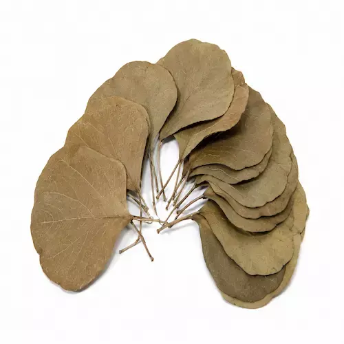 dried cobra leaves for floral arrangements and home decor