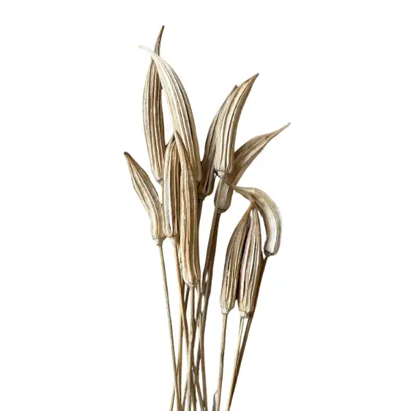 dried ladies finger for natural decor and crafts ocra pods