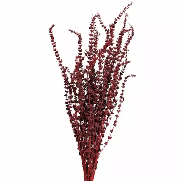 A bunch of natural dried Palak Grass, a preserved floral filler for dry flower bouquets.