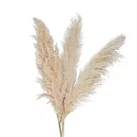 Soft natural dried pampas grass bunch for boho décor, home styling, or vase arrangement Soft natural dried pampas grass bunch for boho décor, home styling, or vase arrangement
