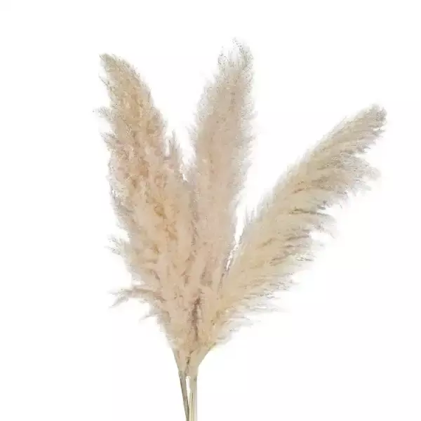 Soft natural dried pampas grass bunch for boho décor, home styling, or vase arrangement