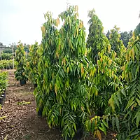 Ashoka tree (Saraca Asoca)