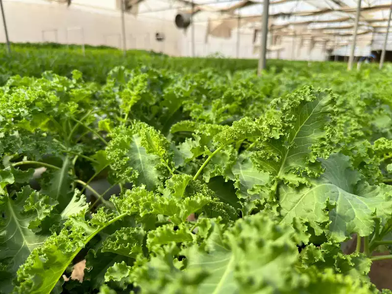 Hydroponic Curly Kale 250