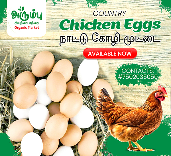 Naatukozhi Eggs