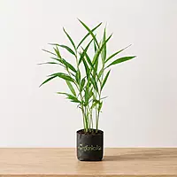 Elaichi Plant (Elettaria cardamomum)