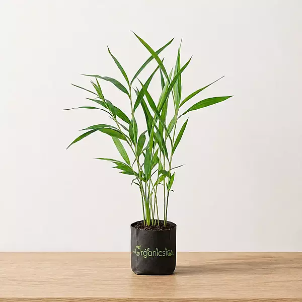 Elaichi Plant (Elettaria cardamomum)