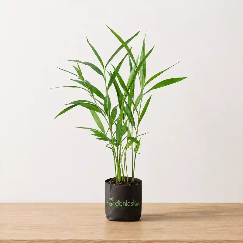 Elaichi Plant (Elettaria cardamomum)