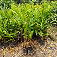 Elaichi Plant (Elettaria cardamomum)