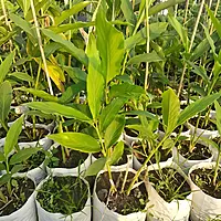 Elaichi Plant (Elettaria cardamomum)