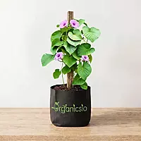 Elephant Creeper plant (Argyreia Nervosa)