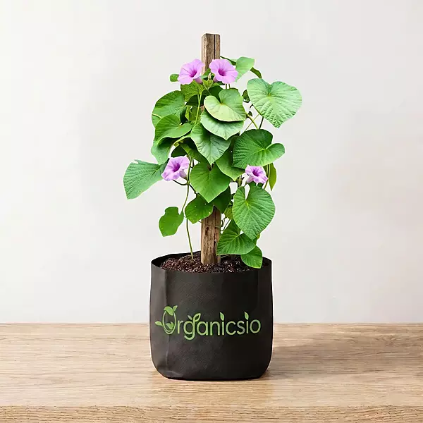 Elephant Creeper plant (Argyreia Nervosa)