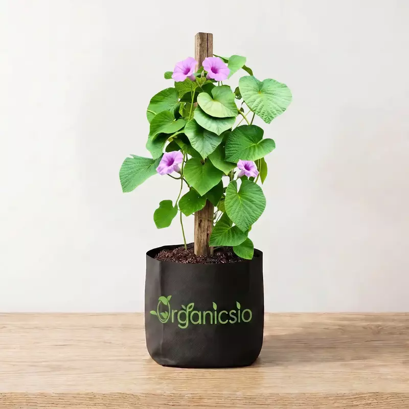 Elephant Creeper plant (Argyreia Nervosa)