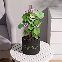 Elephant Creeper plant (Argyreia Nervosa)