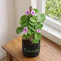 Elephant Creeper plant (Argyreia Nervosa)