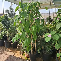 Elephant Creeper plant (Argyreia Nervosa)